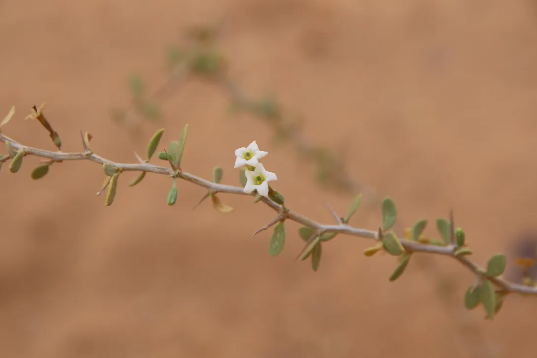 Lycium shawii flower