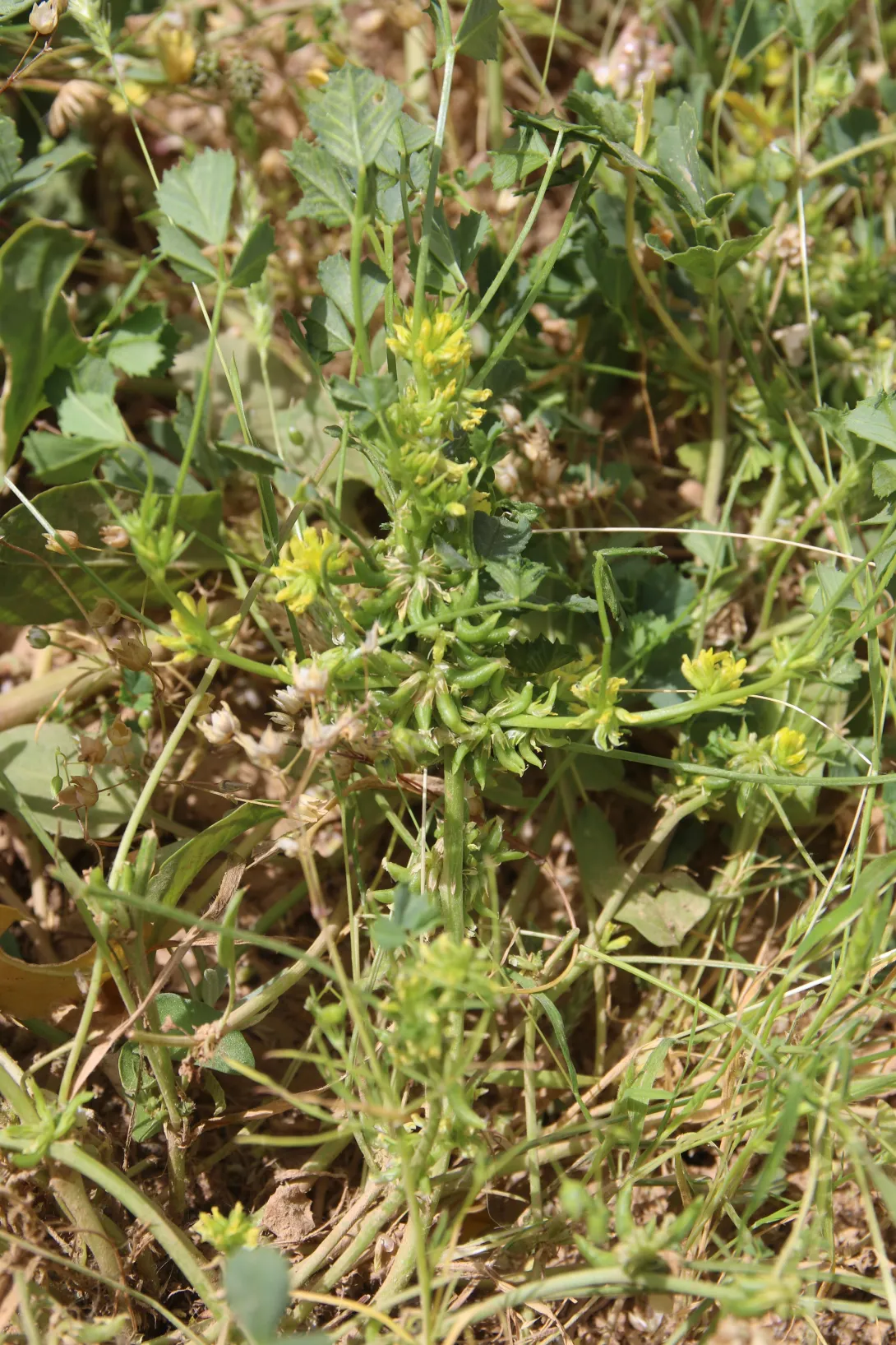 Whole plant
