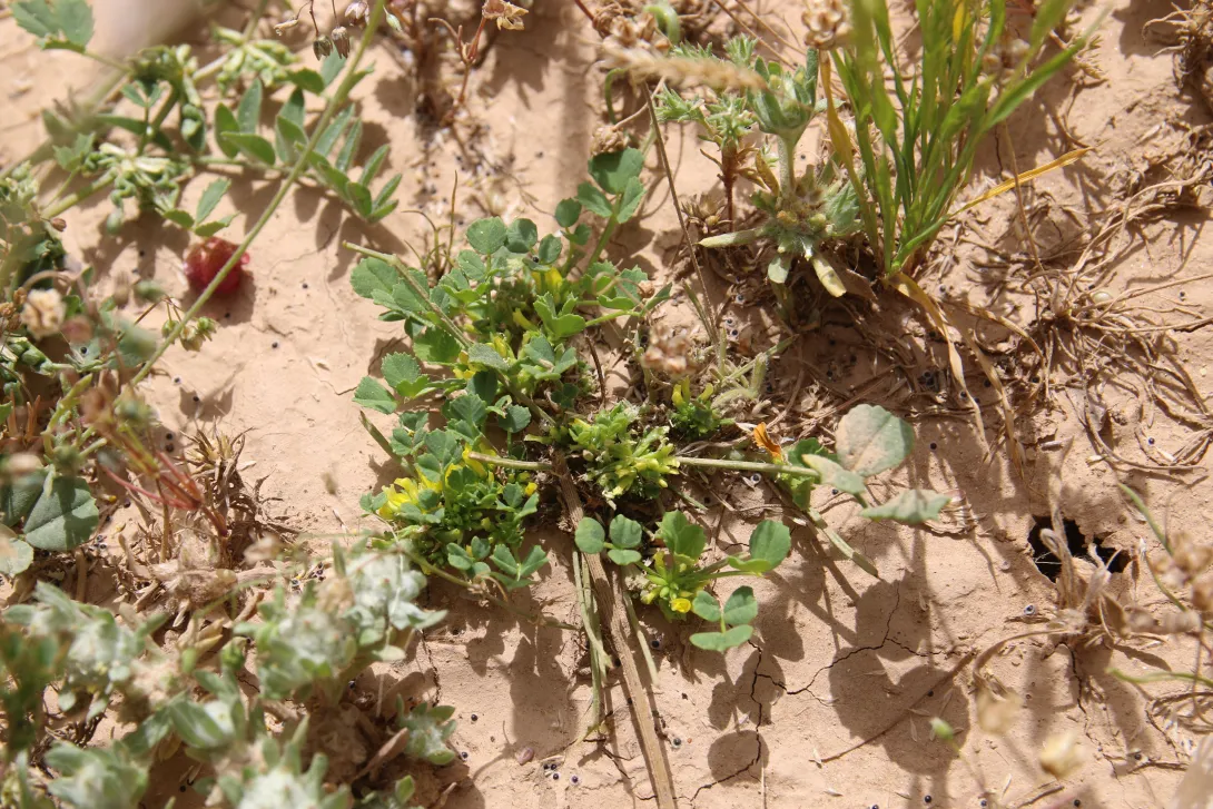 Whole plant