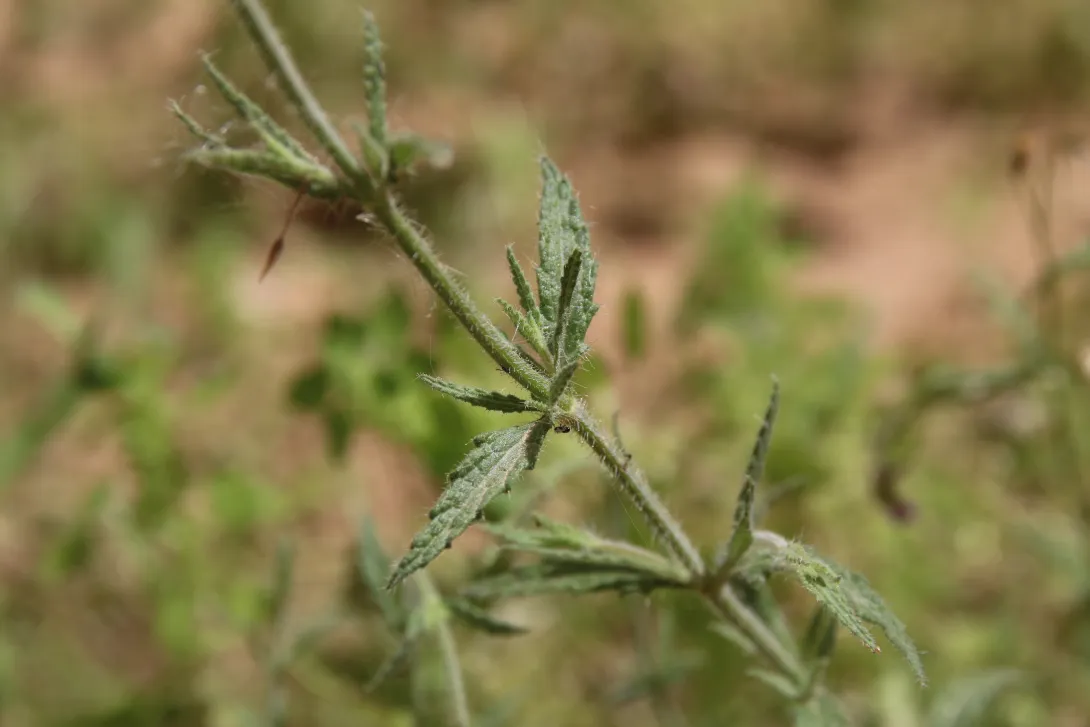 Salvia aegyptiaca leaves