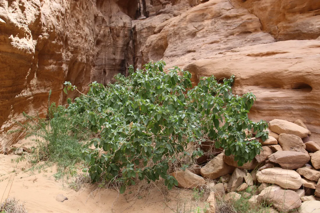 Whole plant