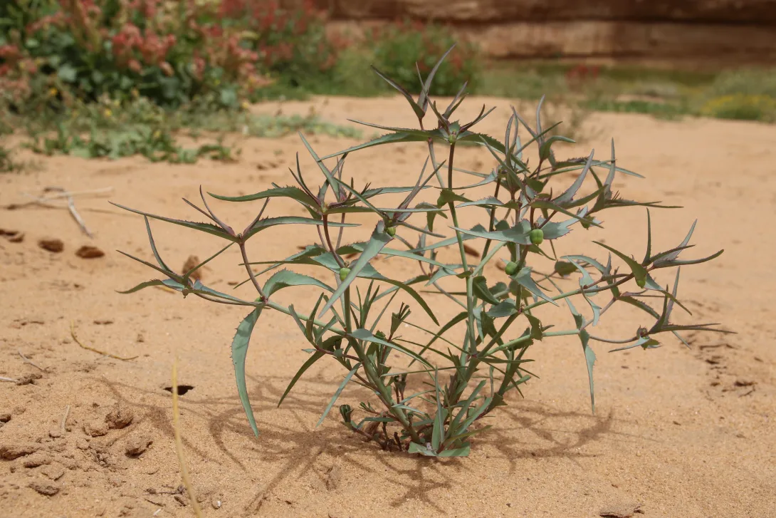 Whole plant