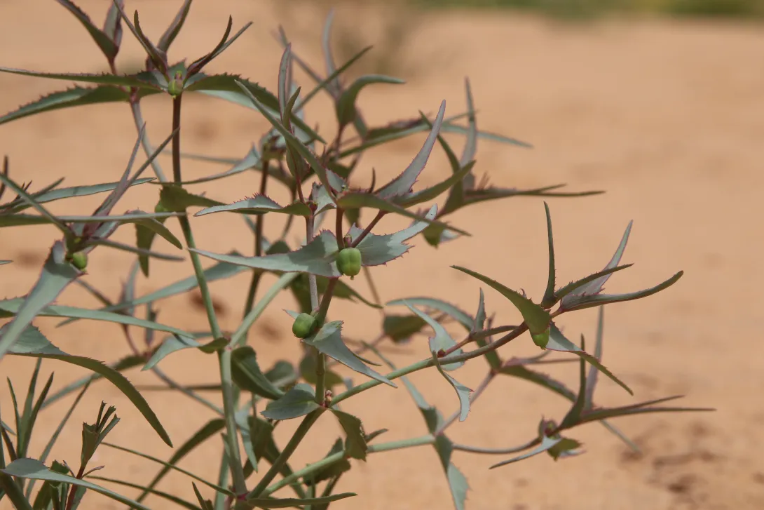 Euphorbia retusa fruits