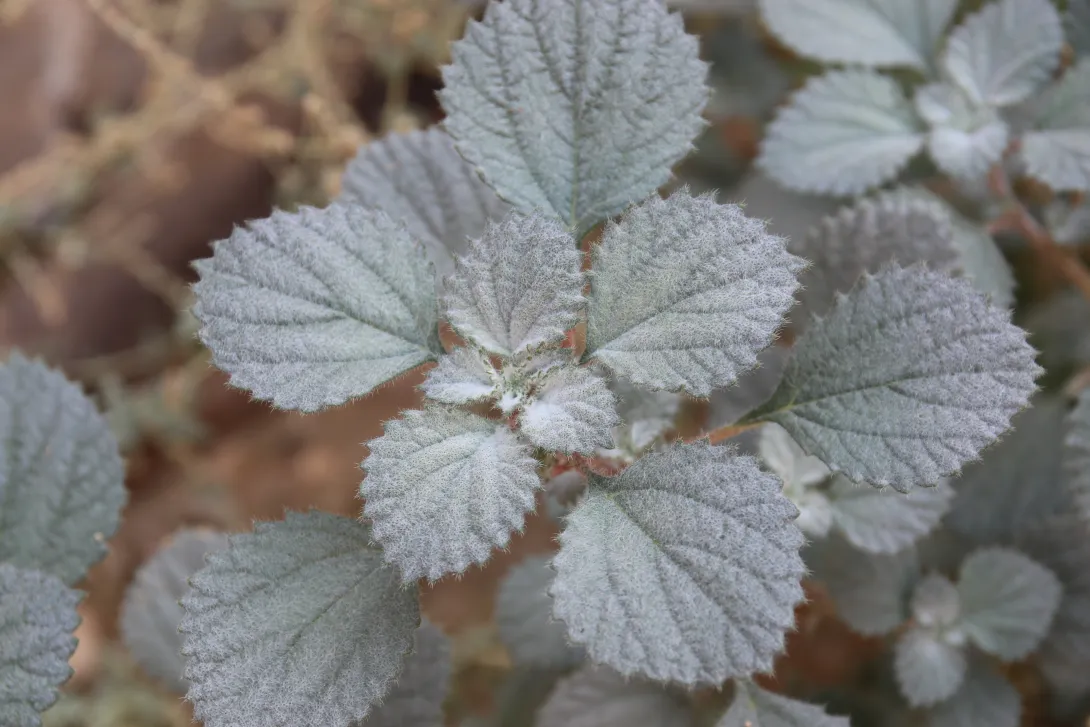 Forsskaolea tenacissima leaves