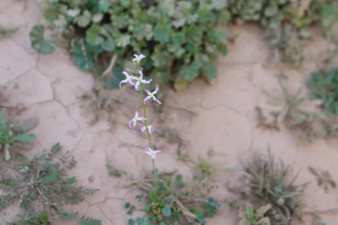 Whole plant