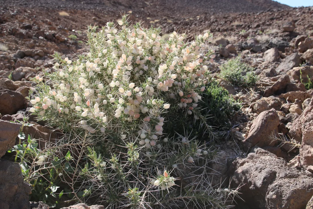 Whole plant