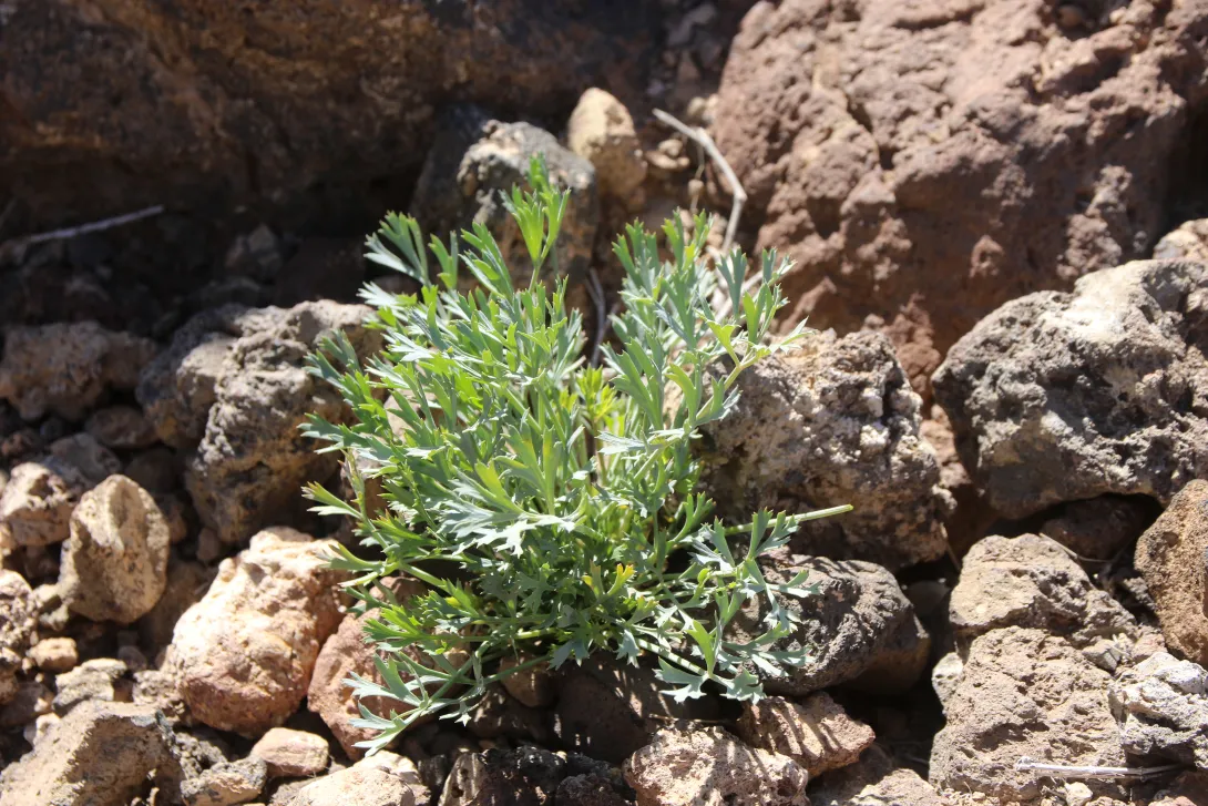 Ducrosia flabellifolia leaves