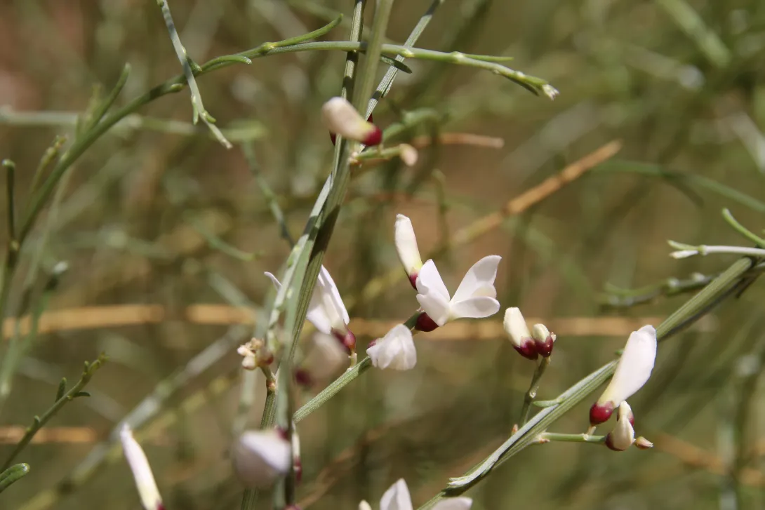 Retama raetam flowers