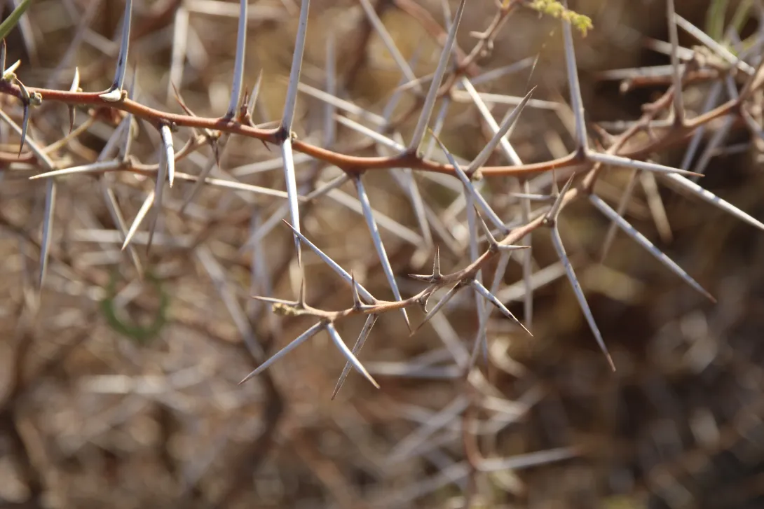 Vachellia tortilis subsp. tortilis thorns