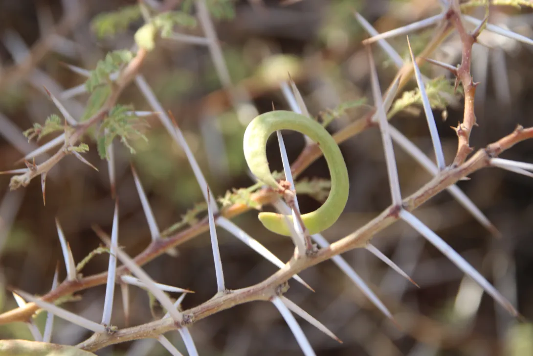 Vachellia tortilis subsp. tortilis fruit