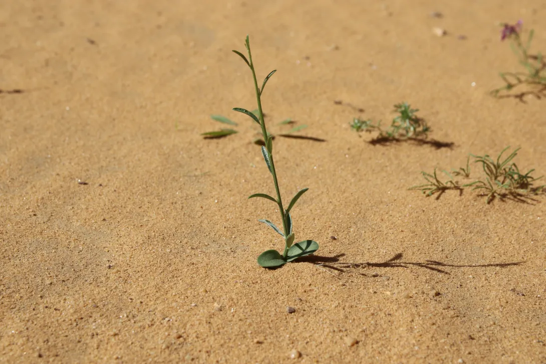 Retama raetam seedling