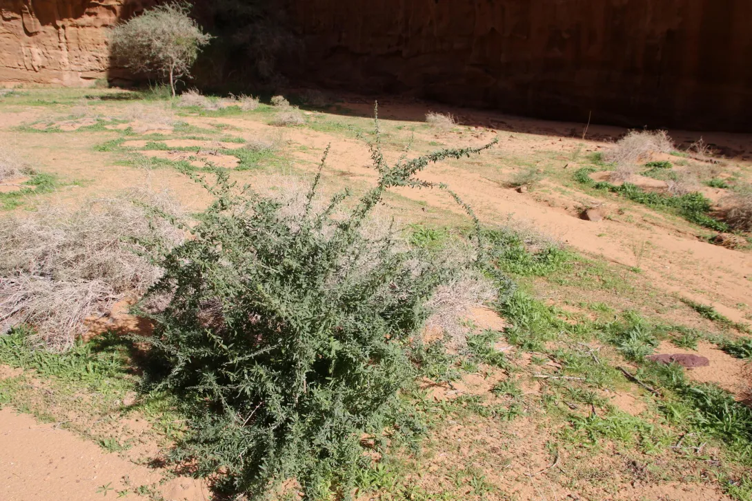 Whole plant