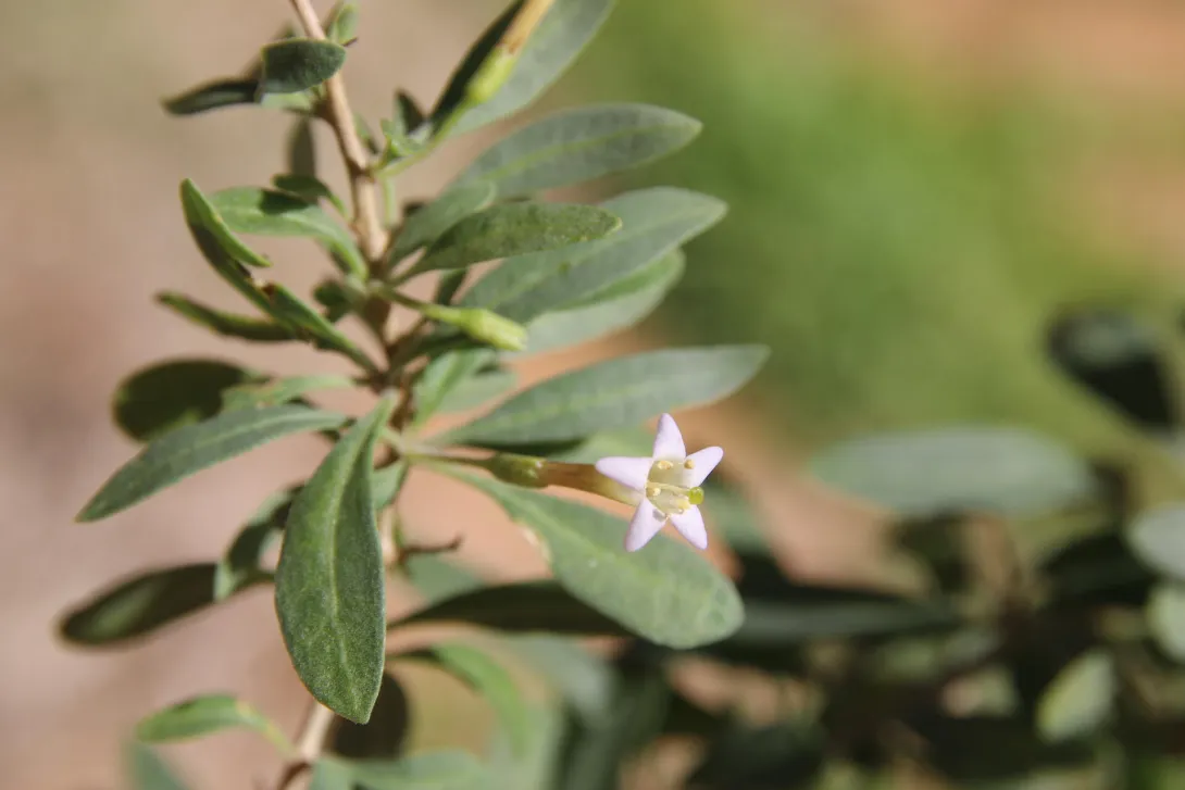 Lycium shawii flower
