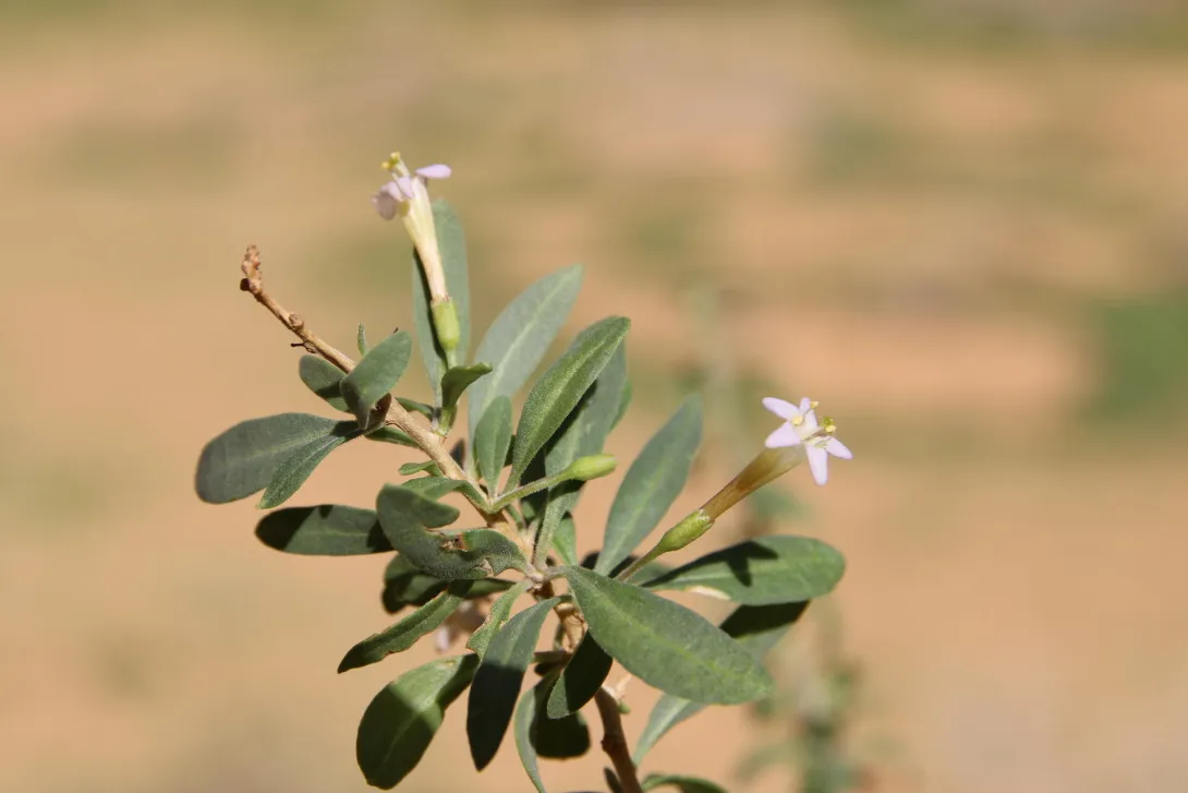 Lycium shawii flower