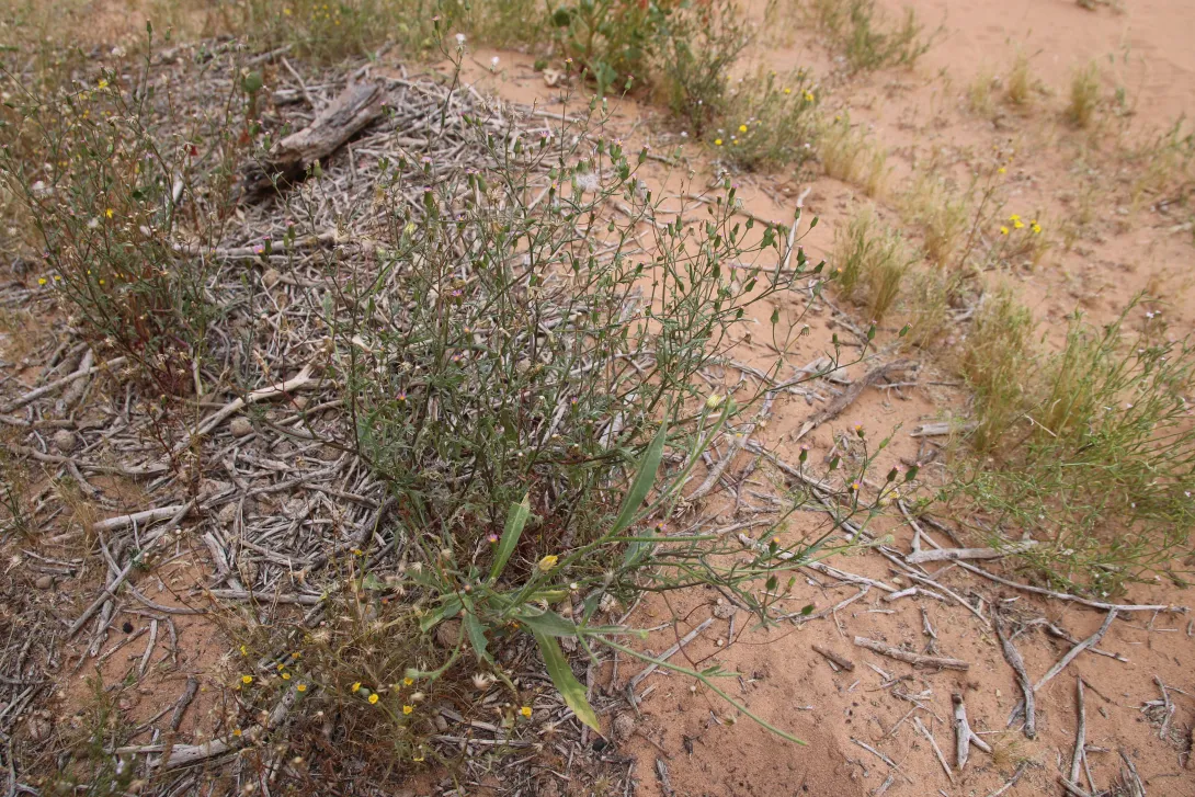 Whole plant