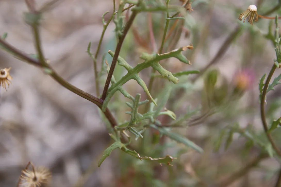 Senecio hoggariensis leaves