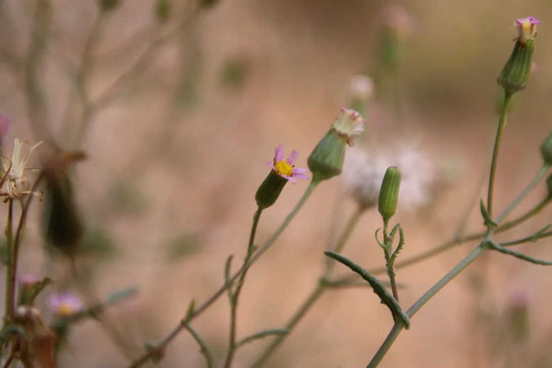 Senecio hoggariensis flowers