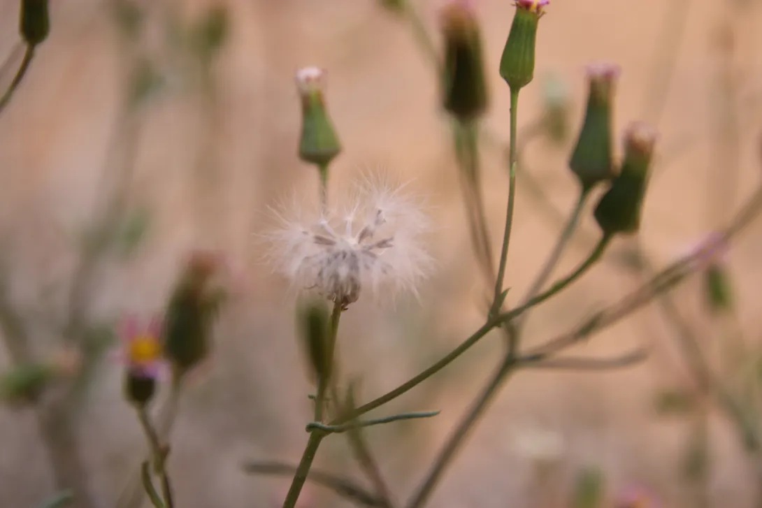 Senecio hoggariensis fruits