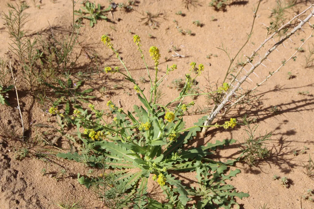 Whole plant