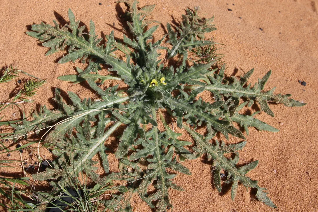 Hyoscyamus pusillus leaves