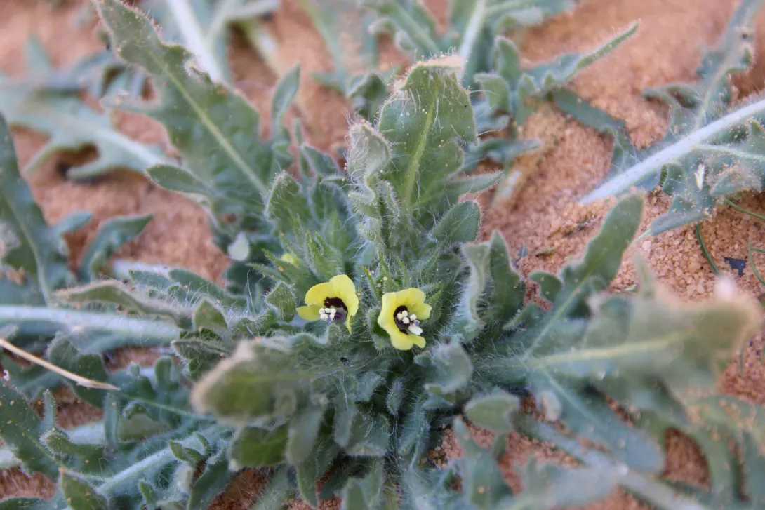 Hyoscyamus pusillus flowers