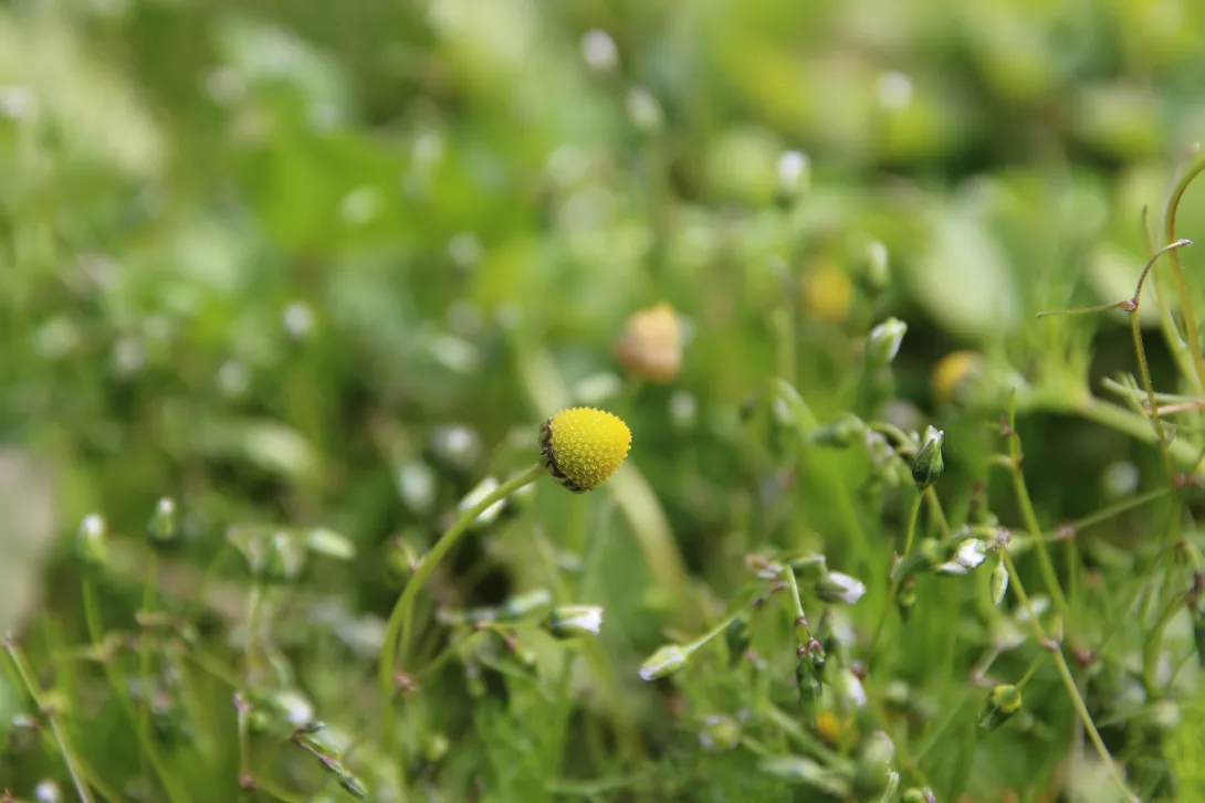 Matricaria aurea flowers