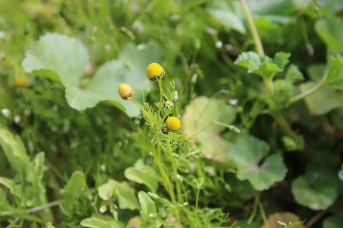 Matricaria aurea flowers