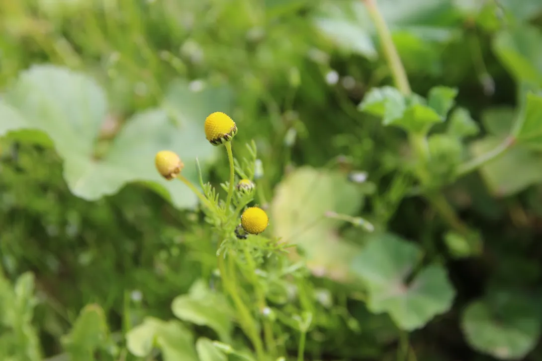 Matricaria aurea flowers