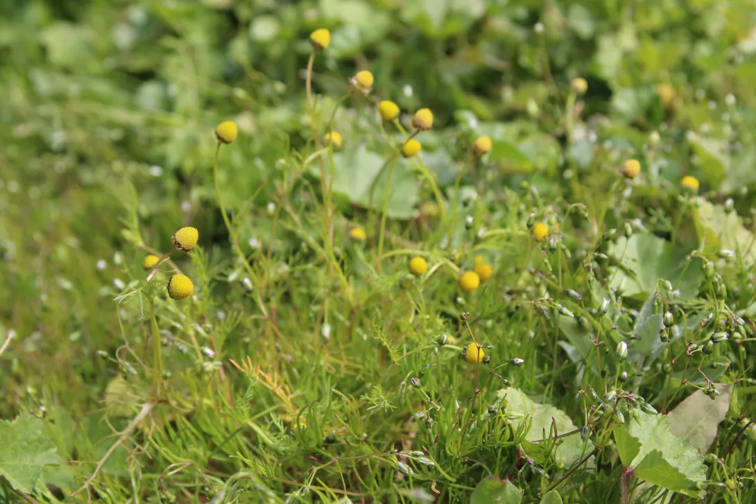 Whole plant