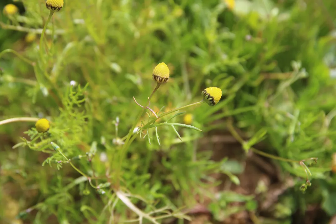 Whole plant