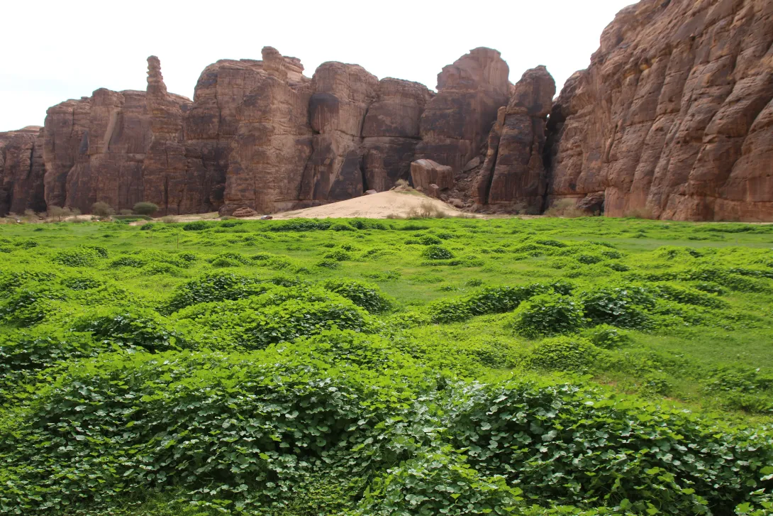 Malva parviflora on abandoned agricultural lands