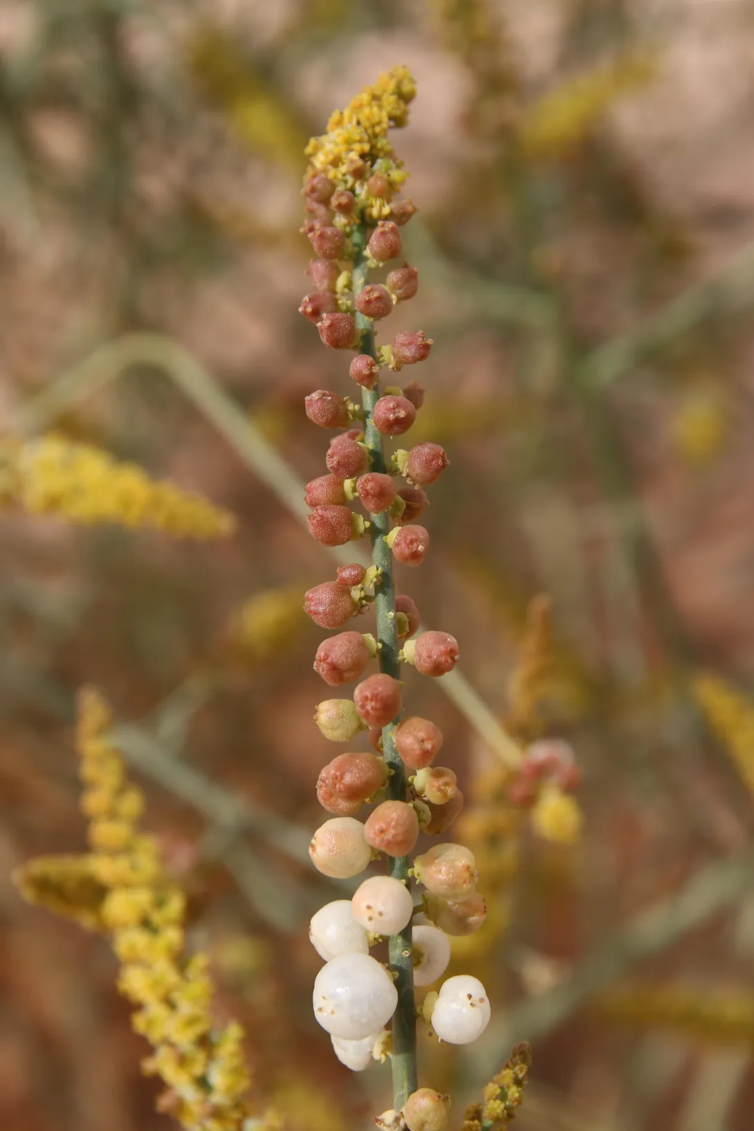 Ochradenus baccatus fruits