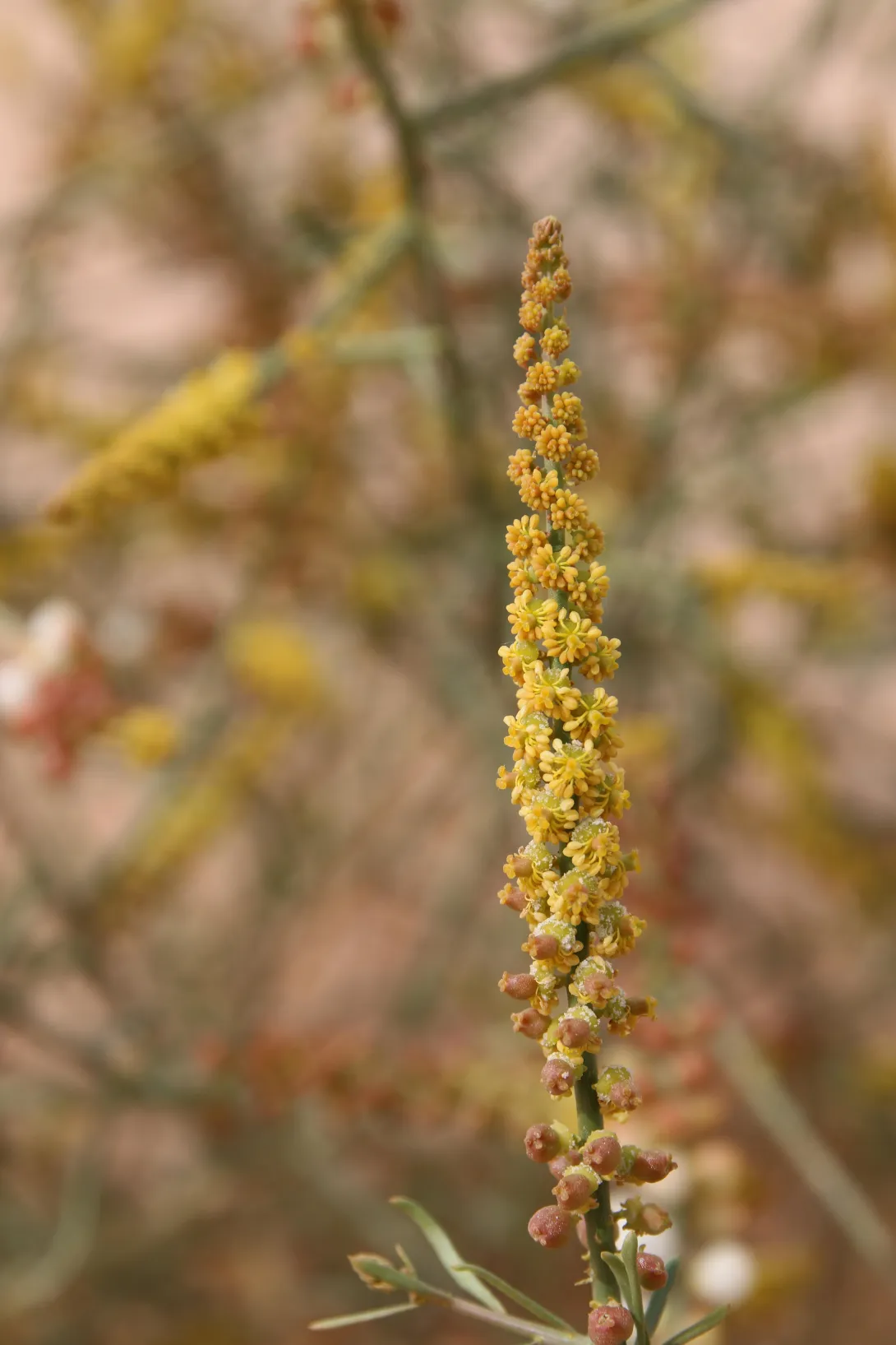 Ochradenus baccatus flowers