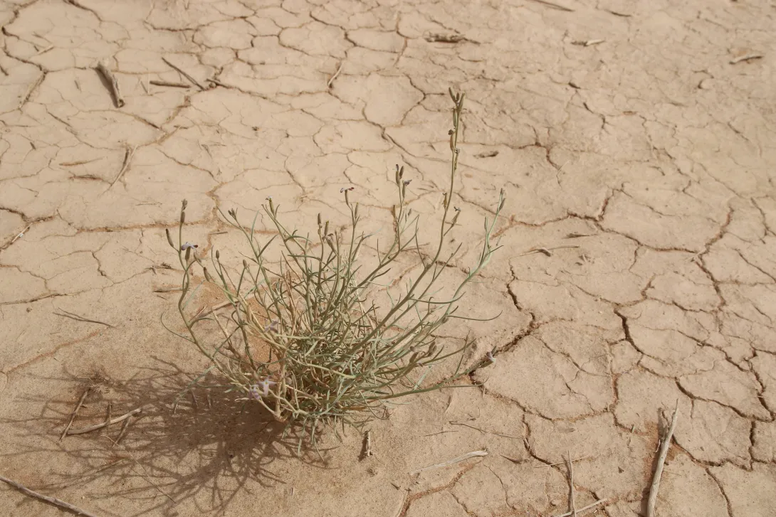 Whole plant