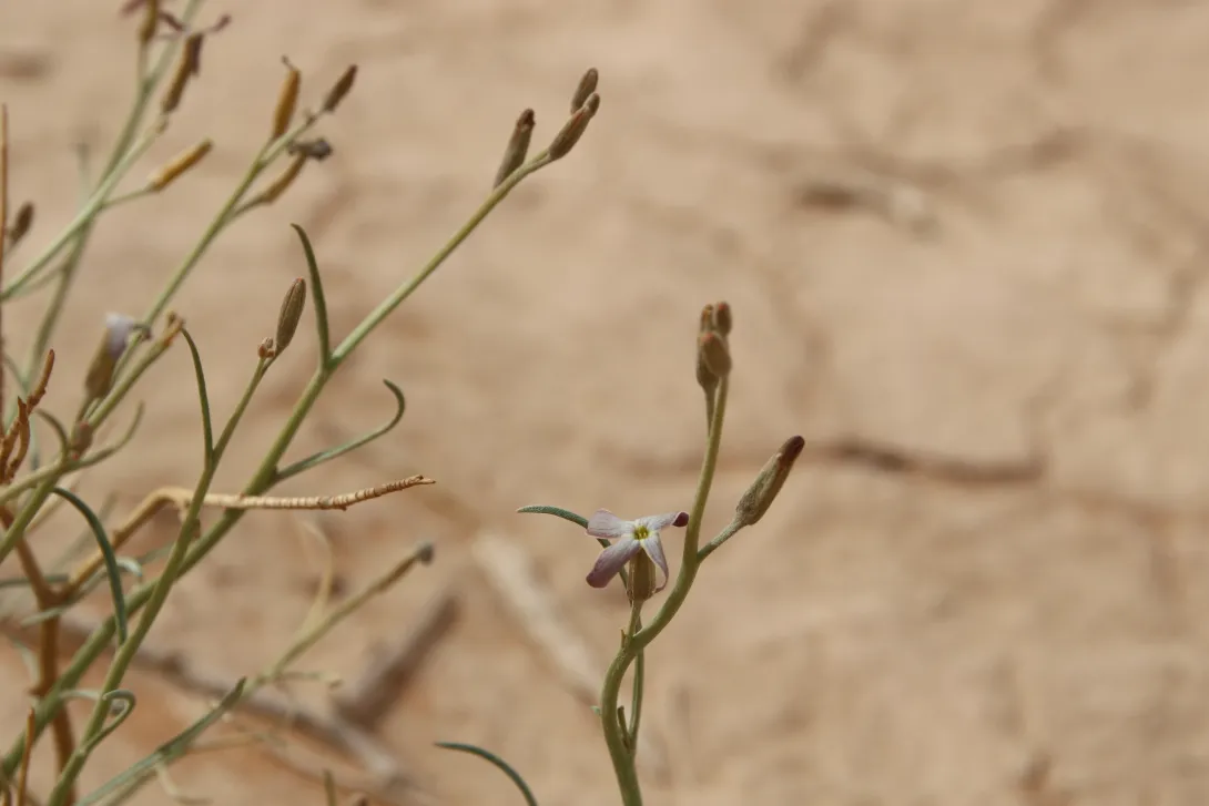 Farsetia aegyptia flower