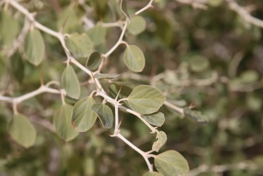Ziziphus nummularia leaves