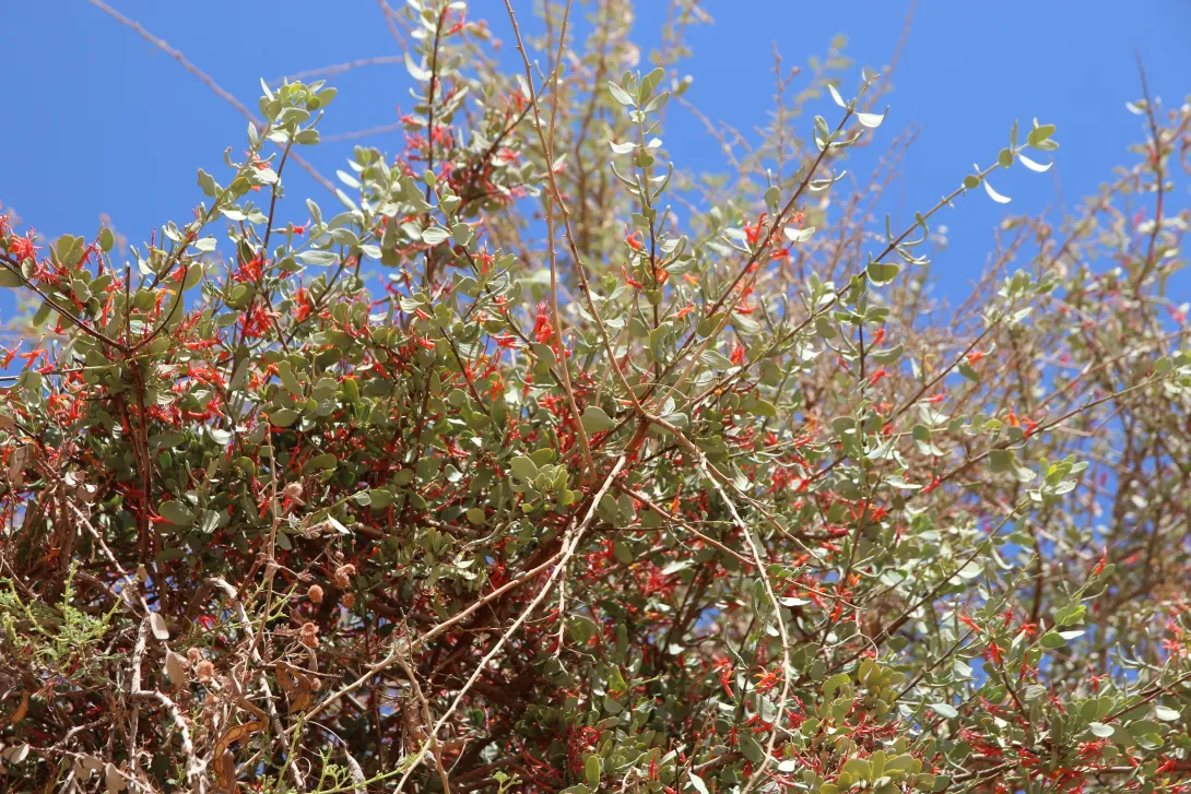 Whole plant