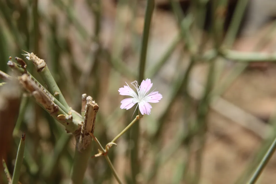 Dianthus strictus flower