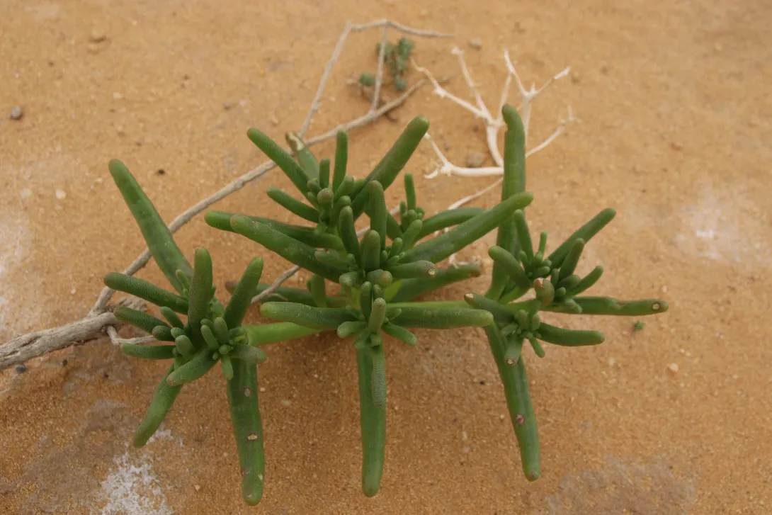 Whole plant