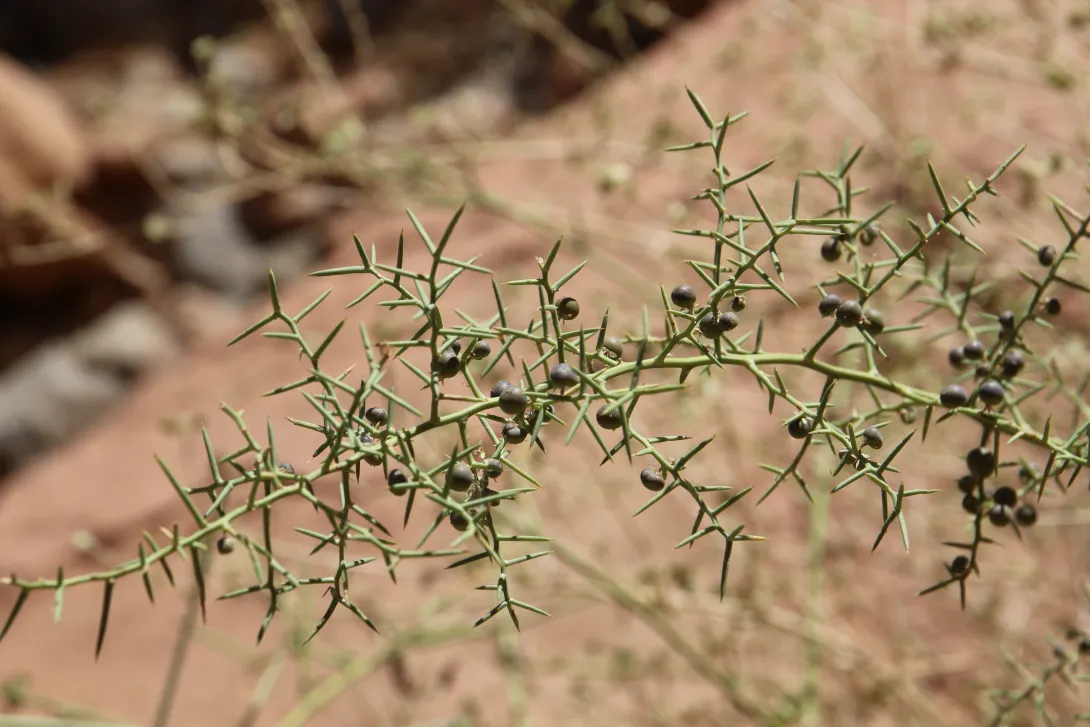 Asparagus horridus fruits