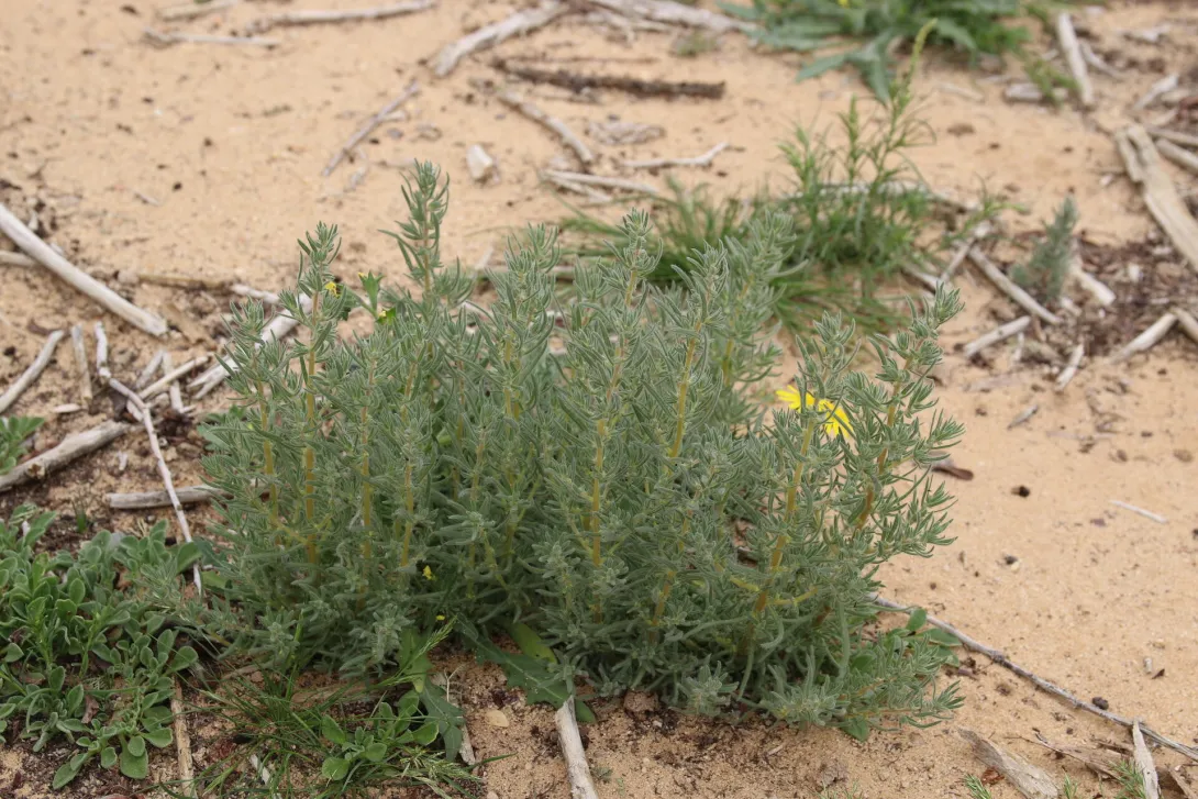 Whole plant