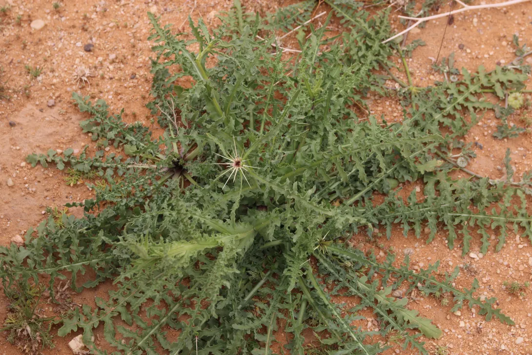 Centaurea pseudosinaica leaves