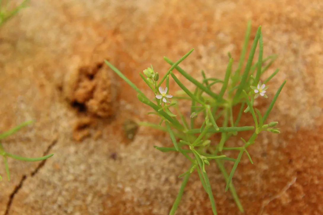 Spergularia diandra flower