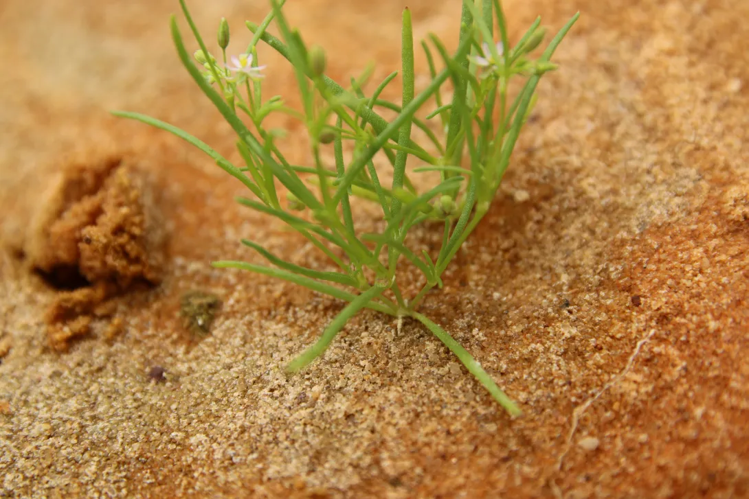 Spergularia diandra leaves