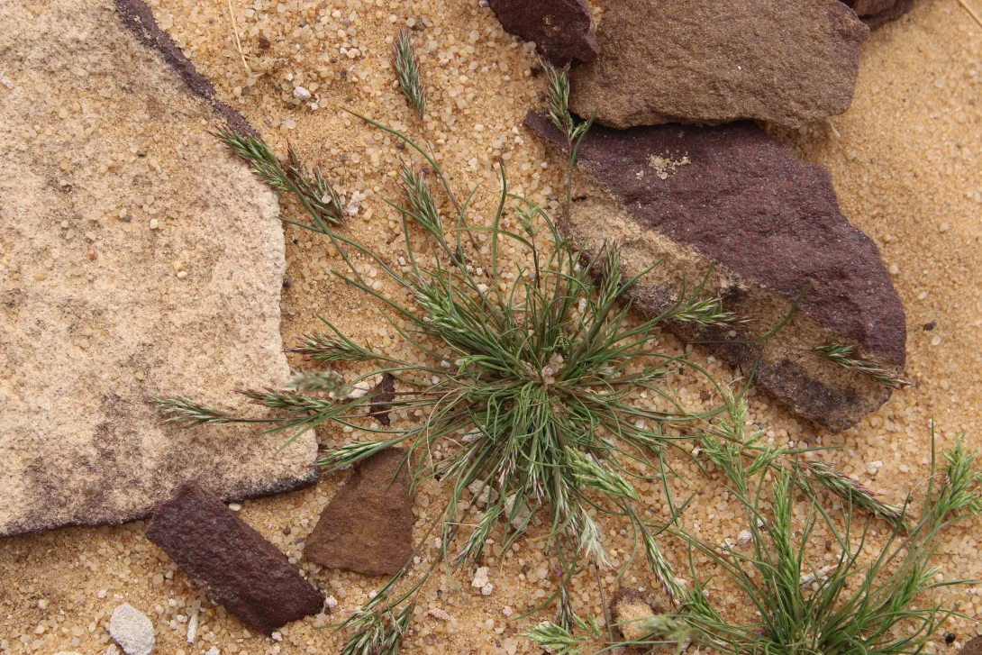 Whole plant