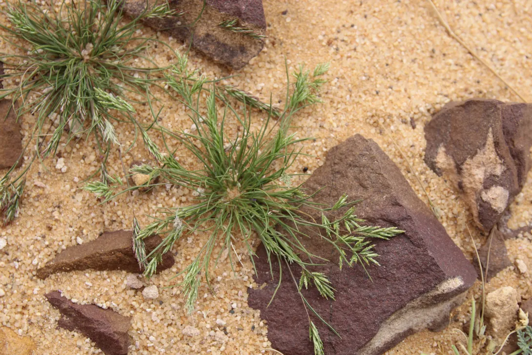 Whole plant