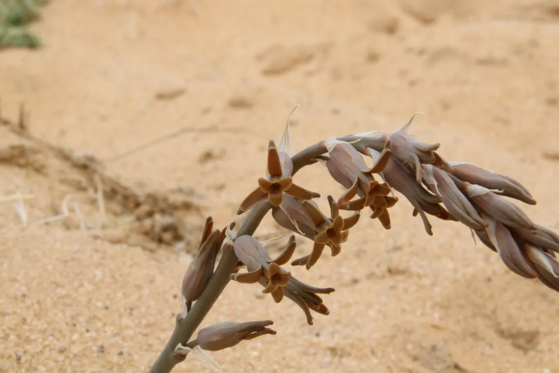 Dipcadi erythraeum flowers