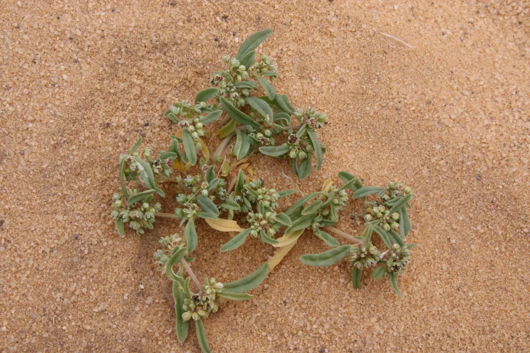 Whole plant
