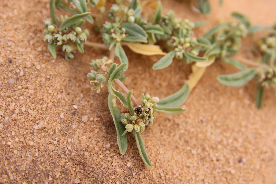 Gisekia pharnaceoides fruit