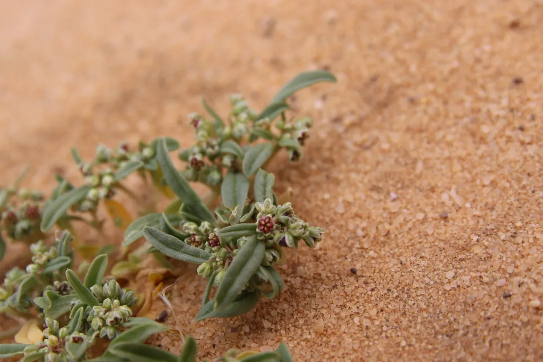 Gisekia pharnaceoides fruit and leaves